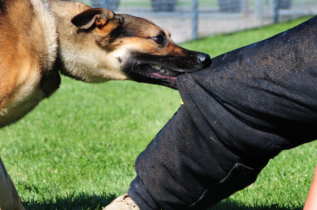 Los Mejores Abogados en Español Cerca de Mí Expertos en Mordeduras, Agravios y Ataques de Perros y Animales en Inglewood California